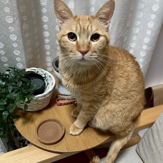 人馴れ抜群！甘えん坊の男の子★マスクくん