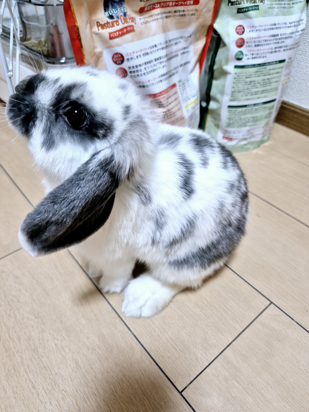 ロップイヤーの里親様募集」東京都 - 小動物の里親募集(539326