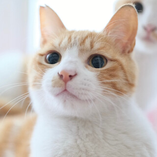 ちゃむ蔵♡家族ができました」福岡県 - 猫の里親募集(539274