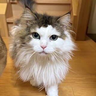 「検討中。一旦募集中止」人懐っこいノルちゃん
