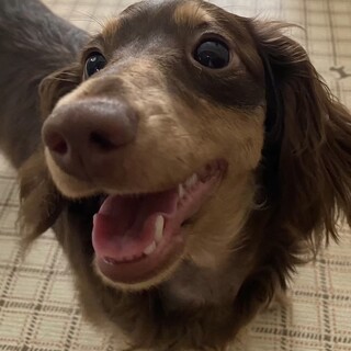 飼い主様決まりました！