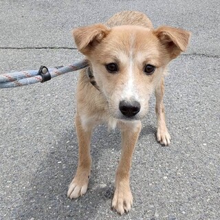 可愛い野犬の子犬4きょうだい①笑（しょう）くん