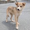 可愛い野犬の子犬4きょうだい①笑（しょう）くん サムネイル2