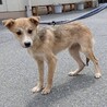 可愛い野犬の子犬4きょうだい①笑（しょう）くん サムネイル4