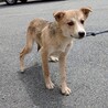 可愛い野犬の子犬4きょうだい①笑（しょう）くん サムネイル5