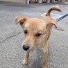 可愛い野犬の子犬4きょうだい②陽（よう）くん サムネイル4