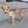 可愛い野犬の子犬4きょうだい②陽（よう）くん サムネイル5