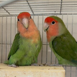 コザクラインコ、オス・メ」北海道 - 鳥の里親募集(539352
