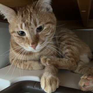 茶トラの保護猫里親募集情報 :: ペットのおうち【里親決定30万頭！】