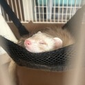 フェレット︎︎の里親募集しています。