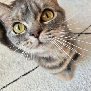 2歳ブリティッシュショートヘア