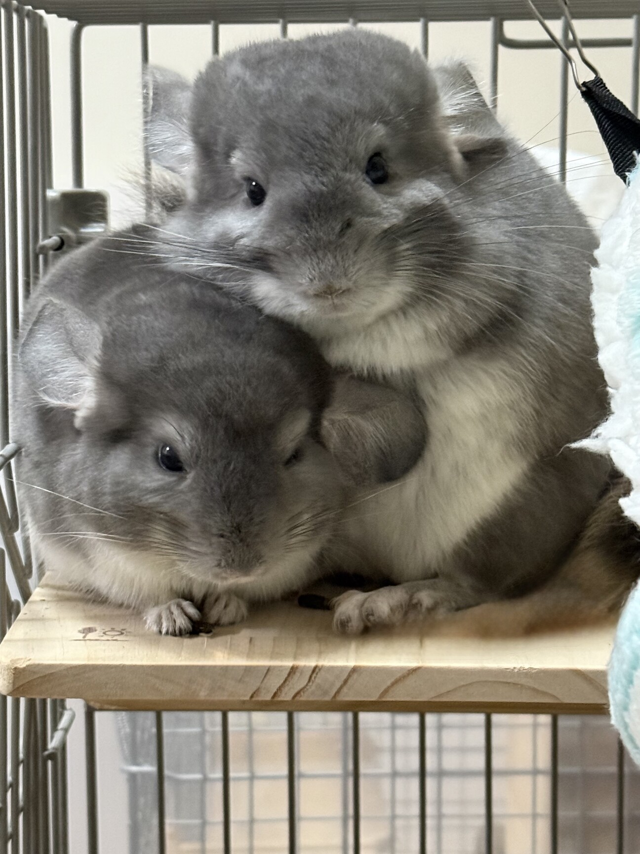 チンチラ 生後1年3ヶ月」和歌山県 - 小動物の里親募集(539374