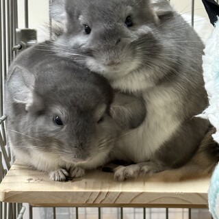 チンチラ　生後1年3ヶ月　バイオレット双子