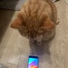 メルシオネ