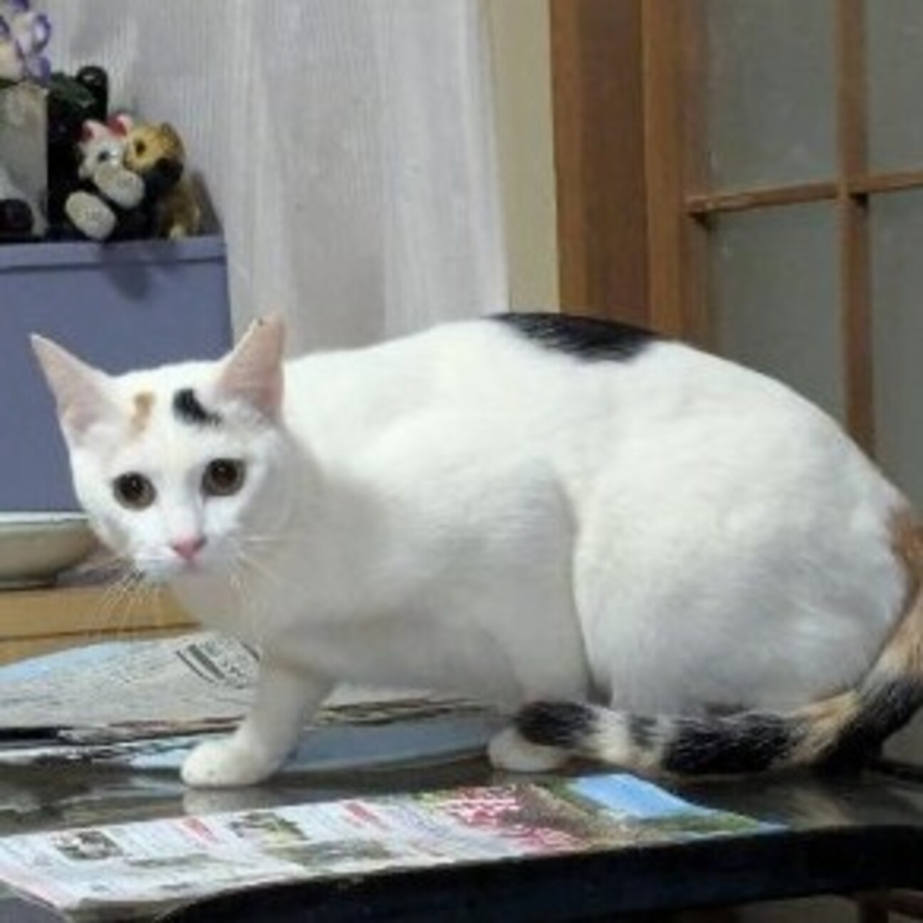 明治期後期の欧米お里帰り品アンティークの眠り猫里親募集中　古玩　戦前土人形 明日からトライアルのぼく。 ママと一緒だから安心だよね
