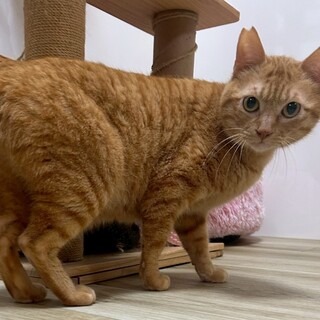 ご飯はガツ食い肉食男子、シャイなふたばくん❣️