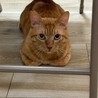 ご飯はガツ食い肉食男子、シャイなふたばくん❣️ サムネイル2