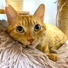 ご飯はガツ食い肉食男子、シャイなふたばくん❣️ サムネイル3