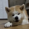 九月末で一旦募集終了します。秋田犬男の子　室内飼い