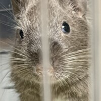 しょこふ