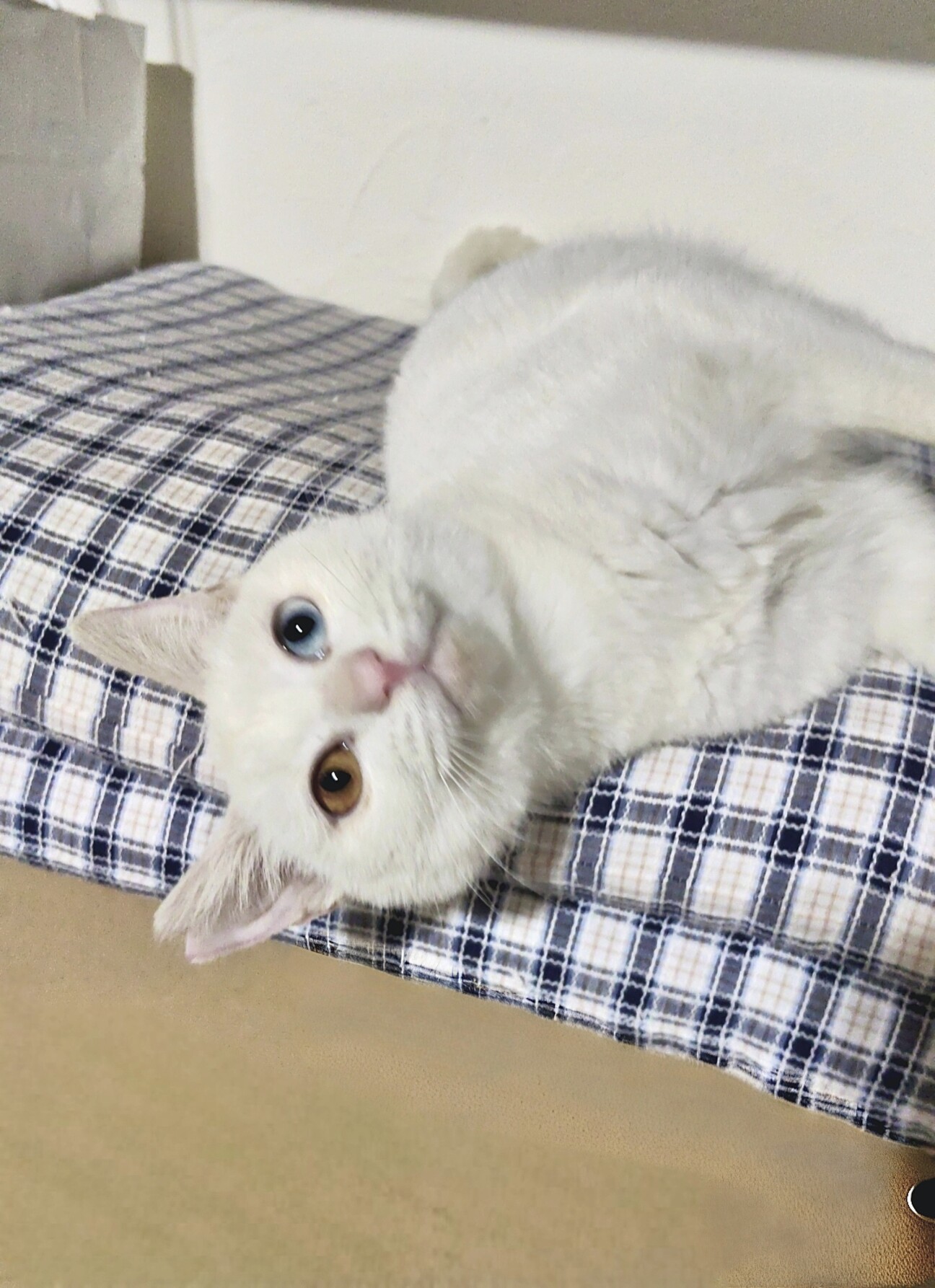 田舎のシロちゃんファミリー5」奈良県 - 猫の里親募集(537754