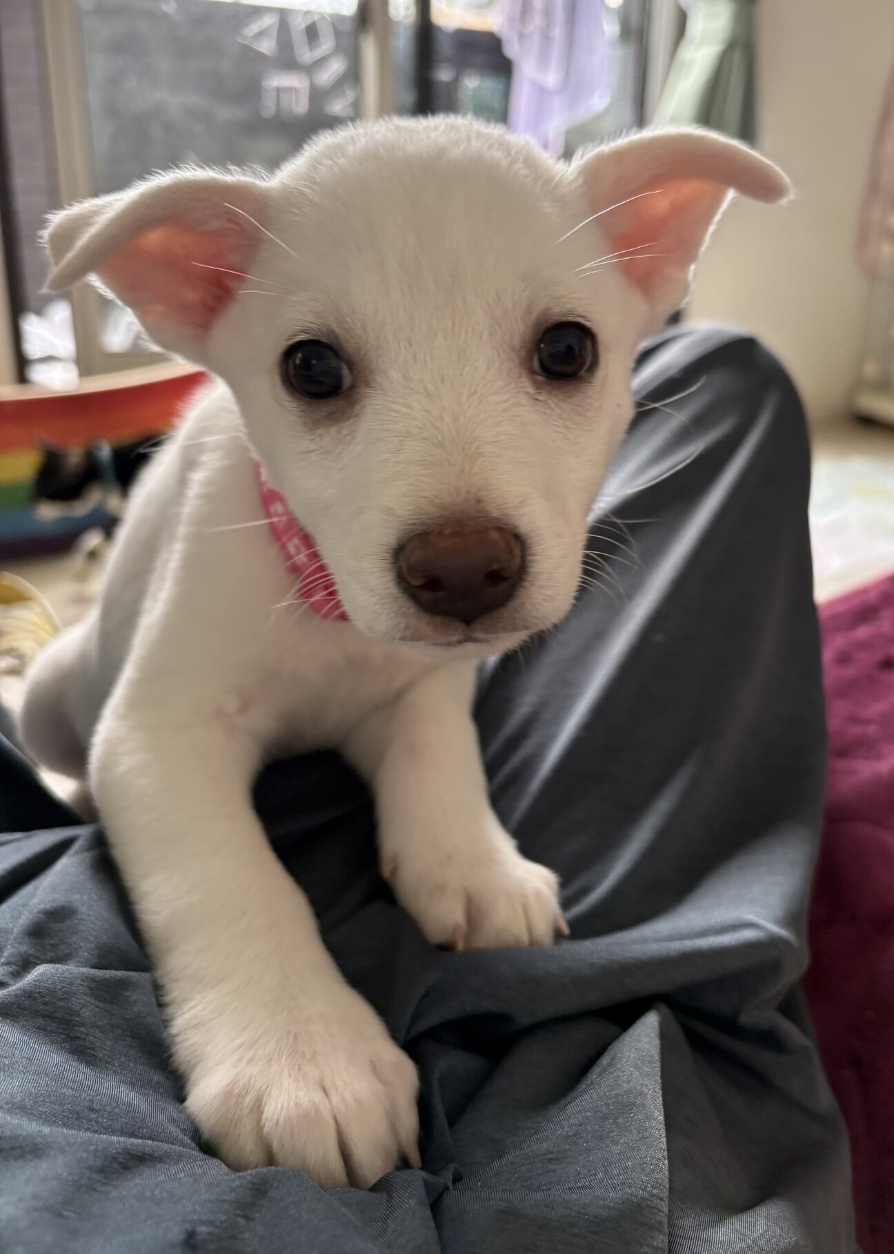 真っ白天使ちゃん、ここに」千葉県 - 犬の里親募集(539415
