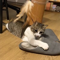 めぐる