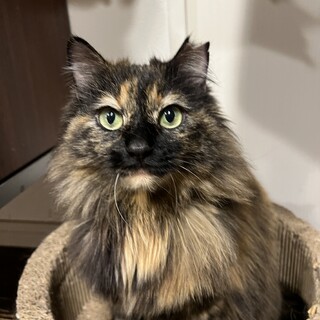 ふわふわ美人のアスラン