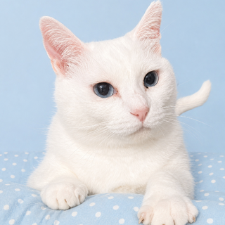 �u���[�A�C�I�����̔��L�w�܂��낿���x�Q��