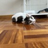 【ワクチン・避妊済み】ゴロニャン大好き女の子 サムネイル2