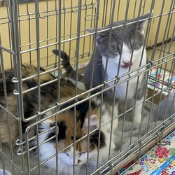 おきなわ美ら猫❤譲渡会 in 天白区 サムネイル1
