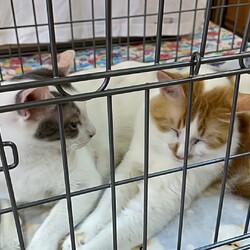 おきなわ美ら猫❤譲渡会 in 天白区 サムネイル3