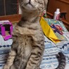 白血病陽性の猫10ヶ月男の子、ご縁を募っております
