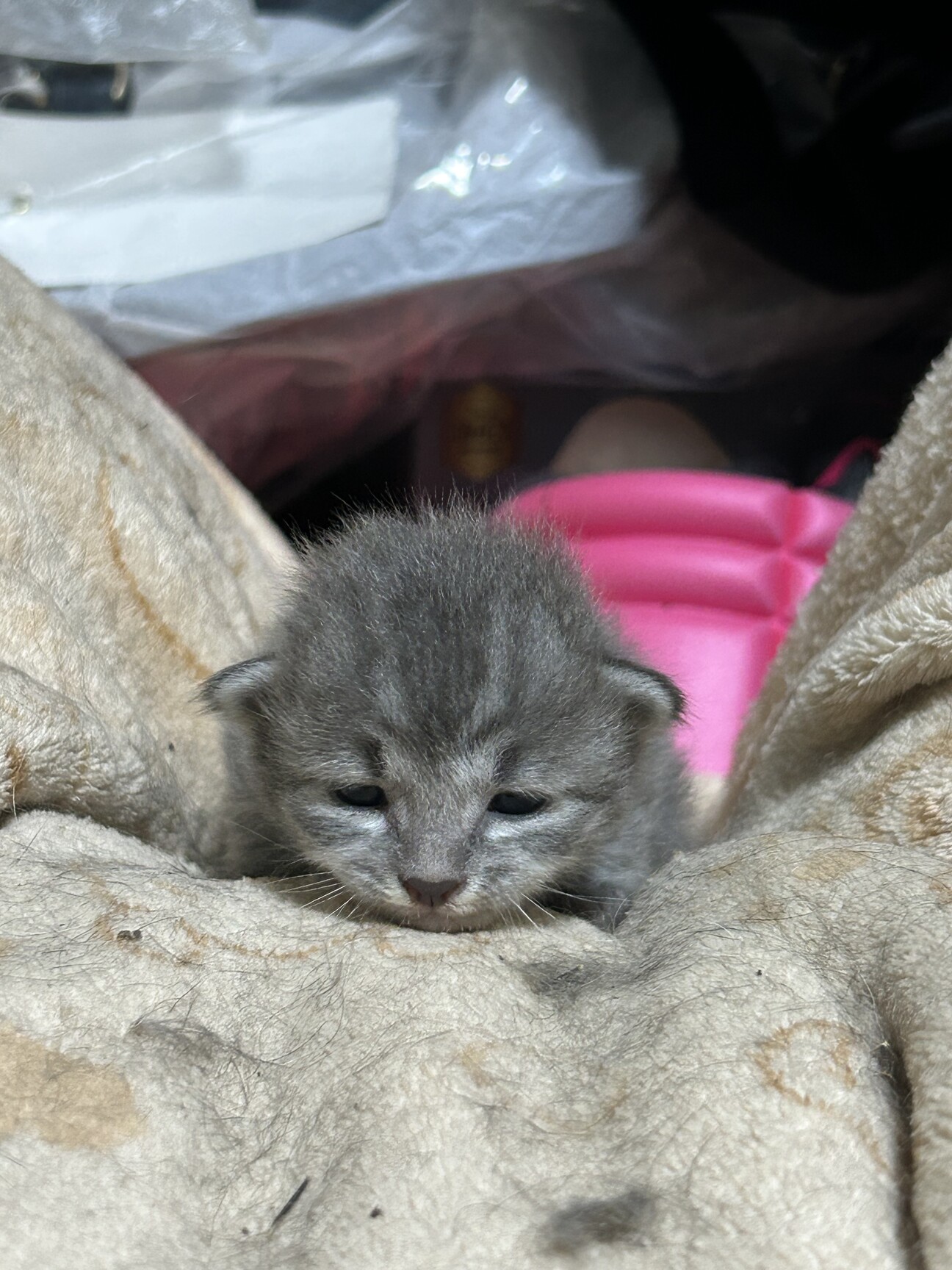 かわいい子猫です（グレー1）」群馬県 - 猫の里親募集(539449