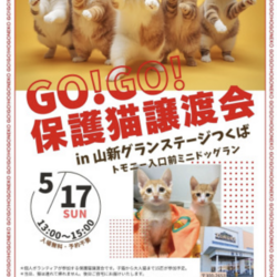 GO！GO！保護猫譲渡会