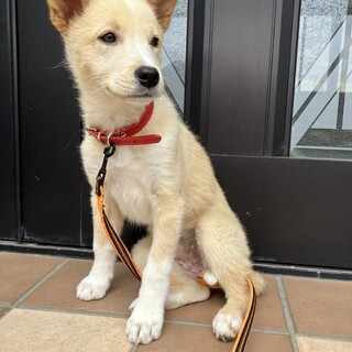 大人しい甘えん坊さんメス子犬