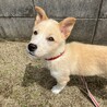 大人しい甘えん坊さんメス子犬 サムネイル6