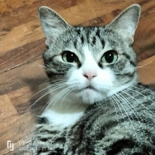 ツンデレ甘えん坊です