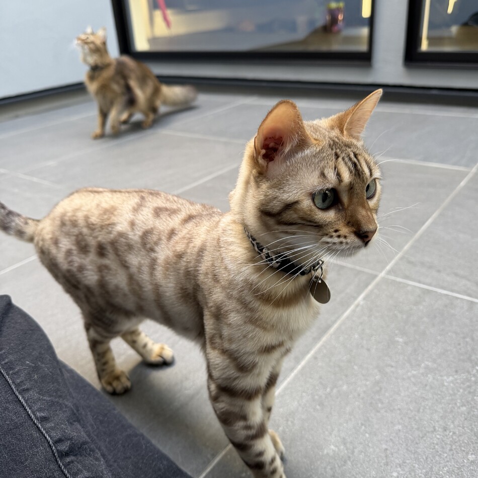 ティファのカバー写真