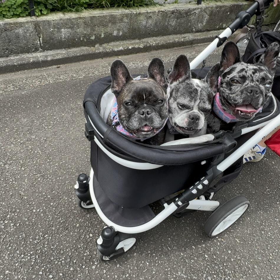 サラのカバー写真