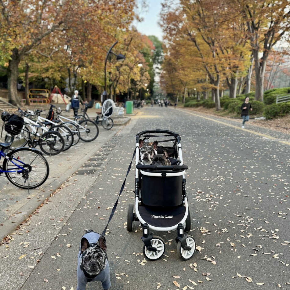 リリのカバー写真