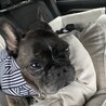 しあわせうさぎ