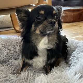 小型犬の保護犬里親募集情報 :: ペットのおうち【里親決定30万頭！】
