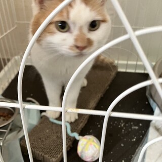 茶白の子猫ちゃん一歳