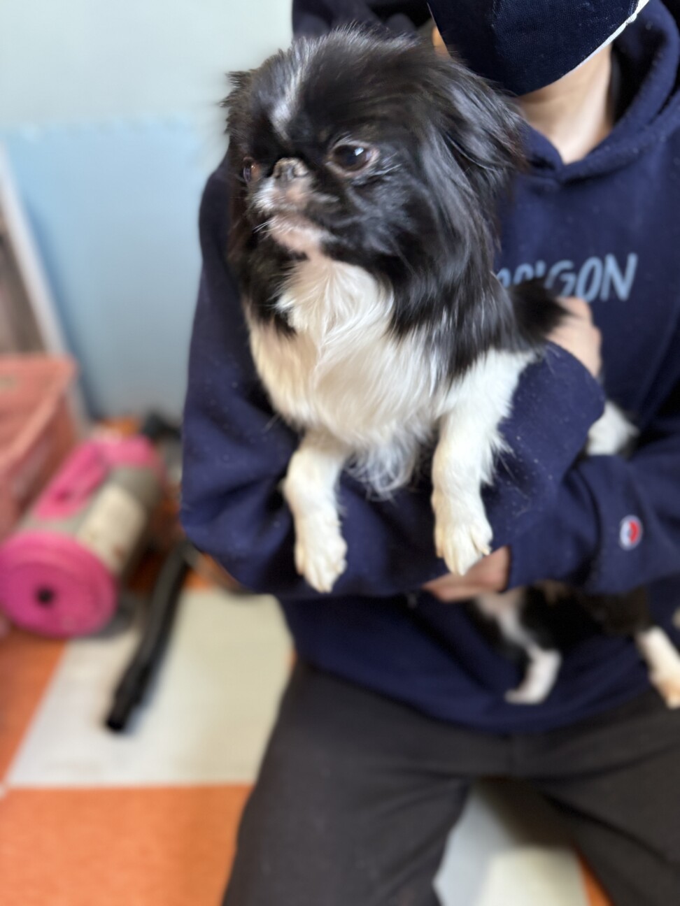 「狆の女の子 くろみちゃん 1歳」宮城県 - 犬の里親募集(539481) 2枚目の画像 :: ペットのおうち【里親決定25万頭！】