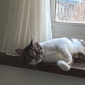 生後約6ヶ月程のメス猫です。