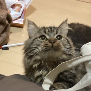 短足シャコタンボディのミヌエット