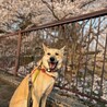 しらたま　女の子 サムネイル3