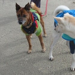 高槻ジャズストリートでの犬の里親募集会 サムネイル2