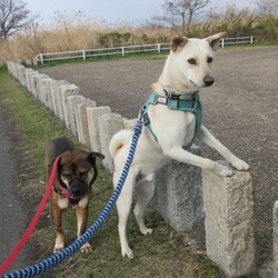 高槻ジャズストリートでの犬の里親募集会 サムネイル3